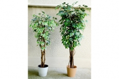 046 veštačka stabla bendžamina